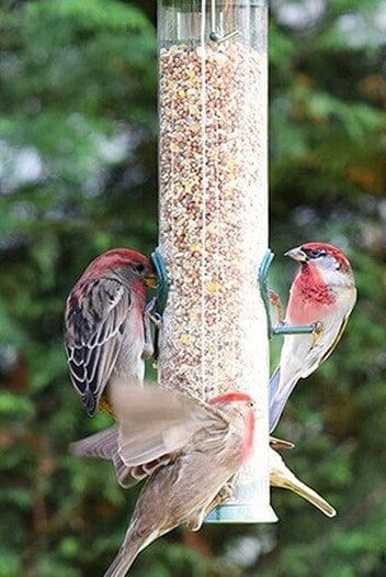 Mangeoire oiseaux rouges